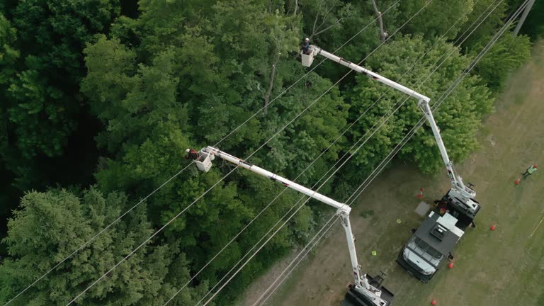 Best Utility Line Clearance  in Etowah, TN