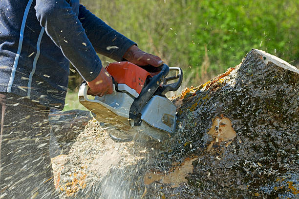 Leaf Removal in Etowah, TN